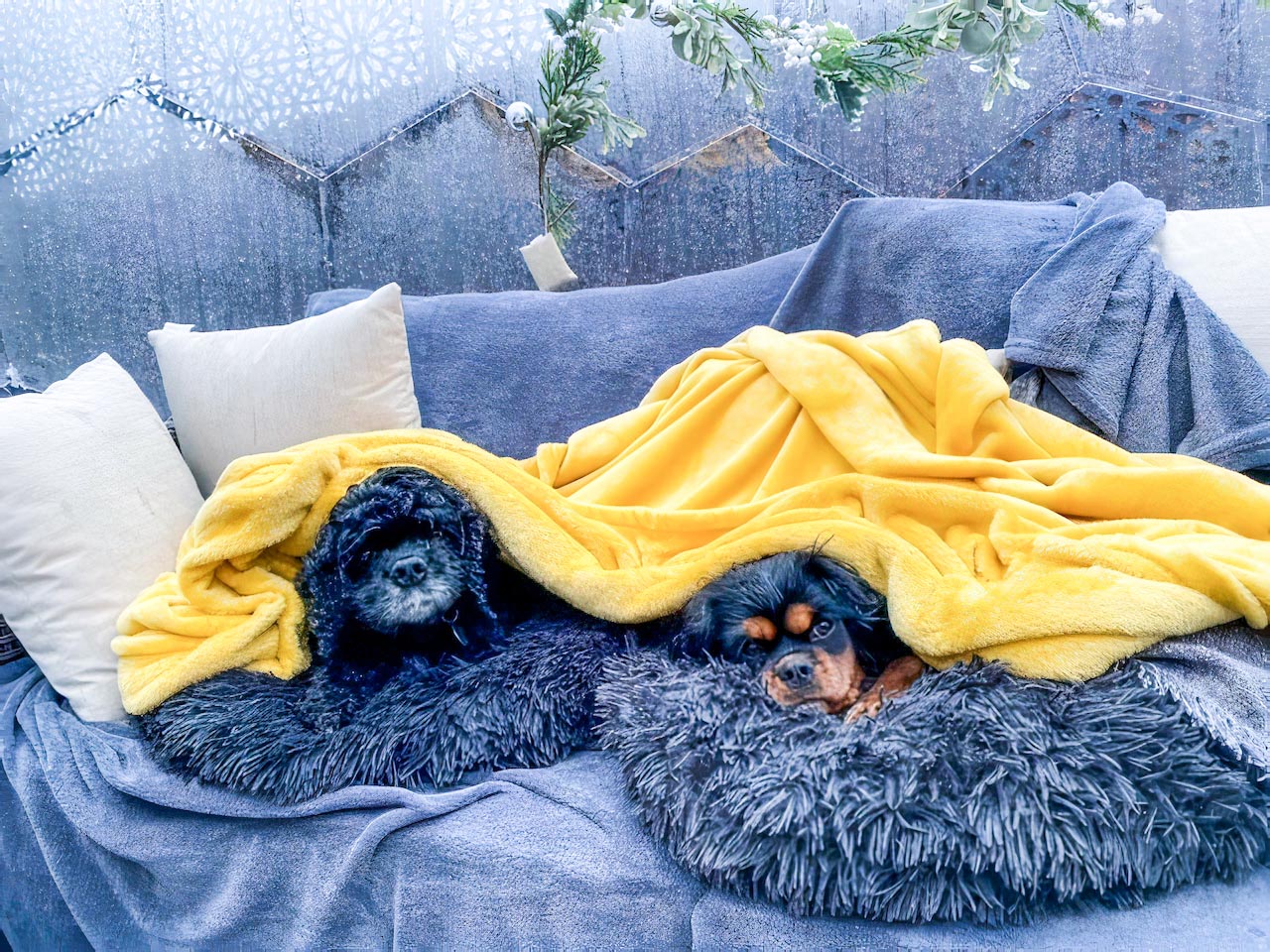 Zwei süße Hunde auf einem Sofa in der Gartenlaube