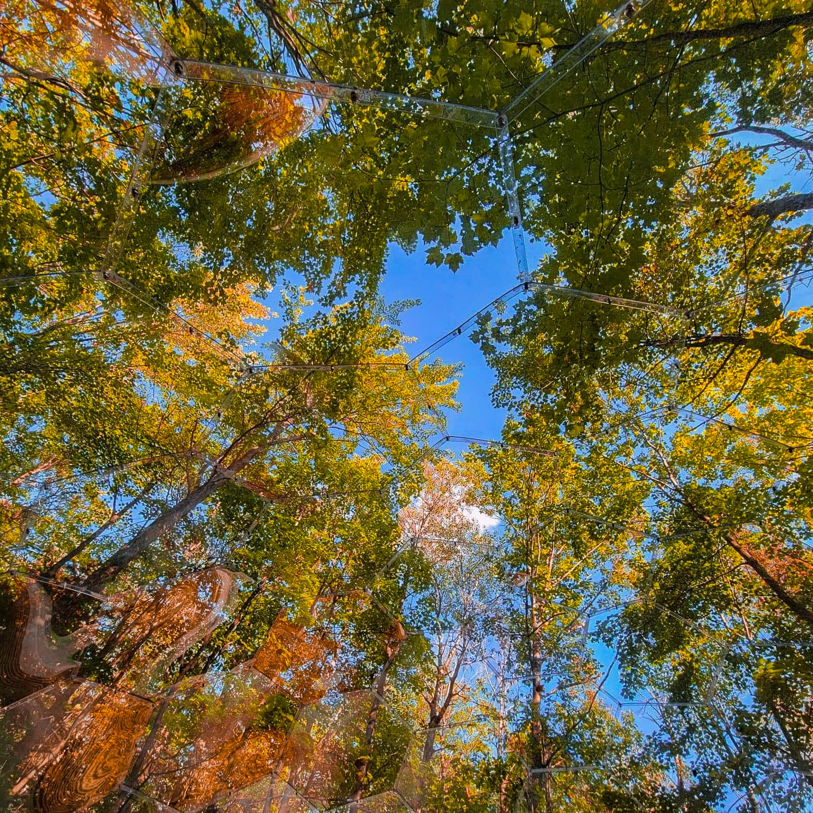 arbres et ciel vus d'une cabane de glamping claire