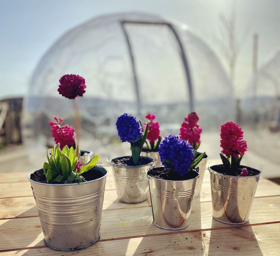 Fiori colorati e un baccello in giardino