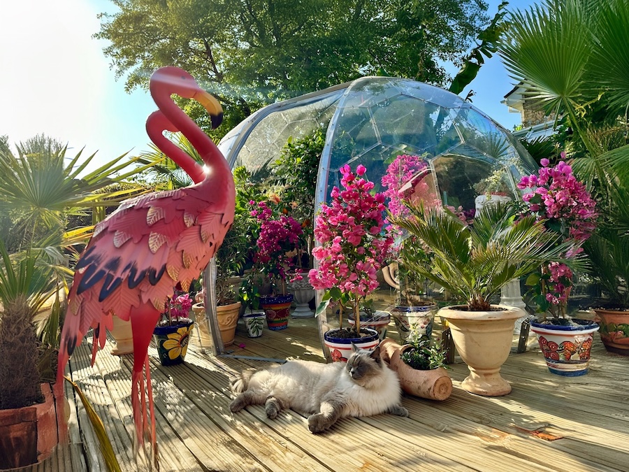 serre tropicale dans un dôme fait de panneaux hexagonaux
