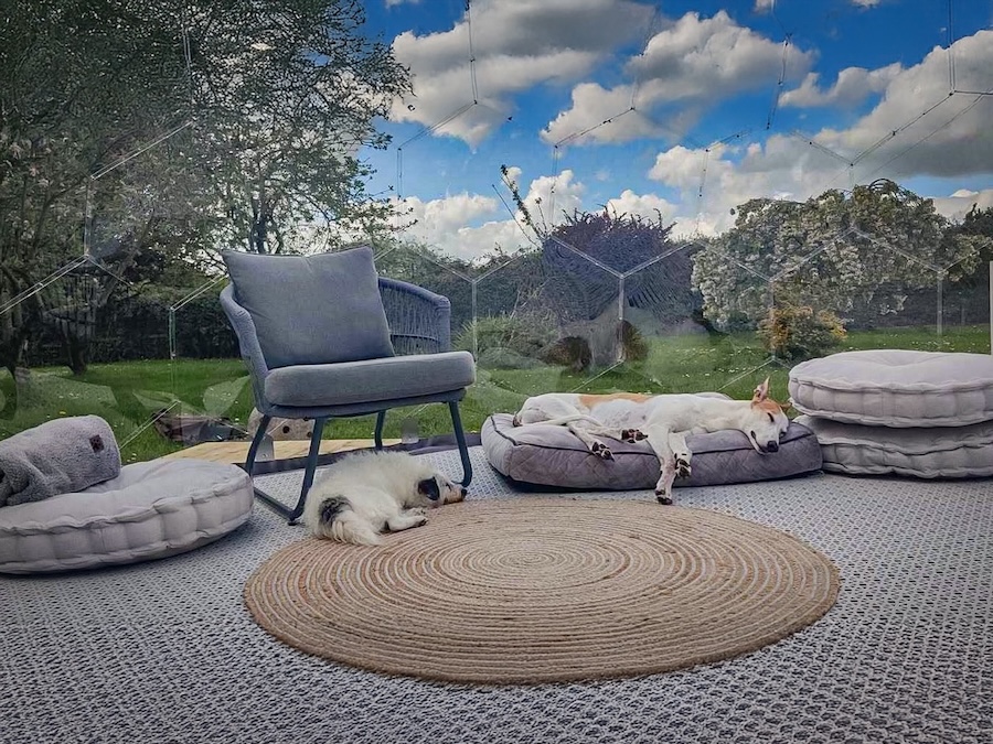 Zwei Hunde entspannen sich in einer Gartenkuppel