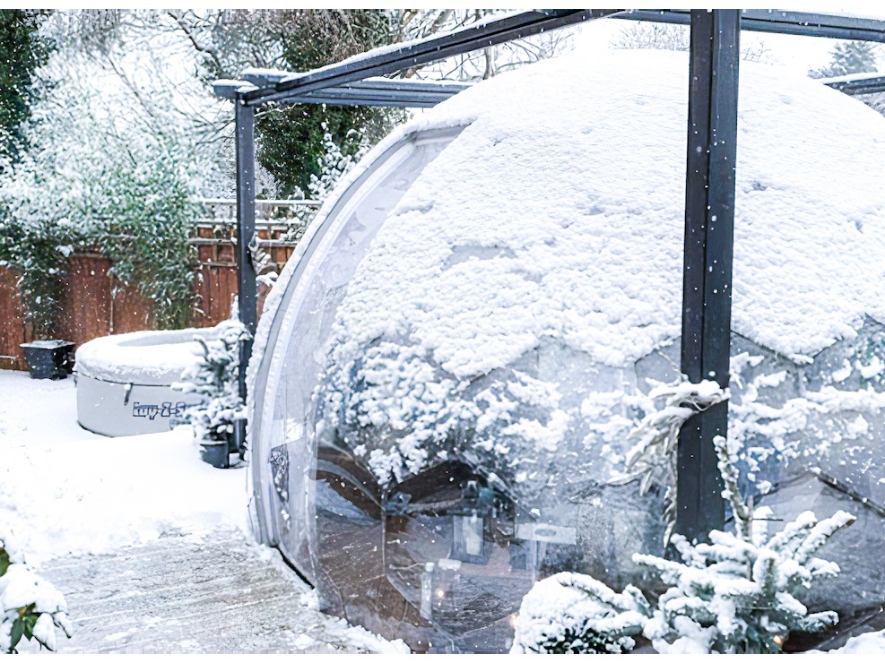 Gartenblasenhülse im Schnee