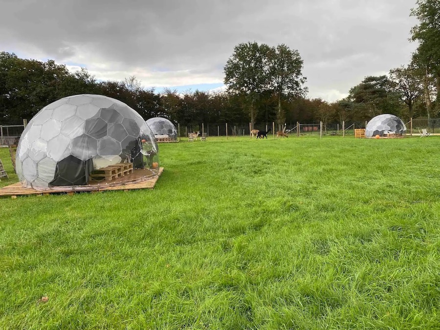 La tarification du glamping dépend de l'emplacement - ici, les dômes de glamping sont entourés d'une végétation luxuriante.