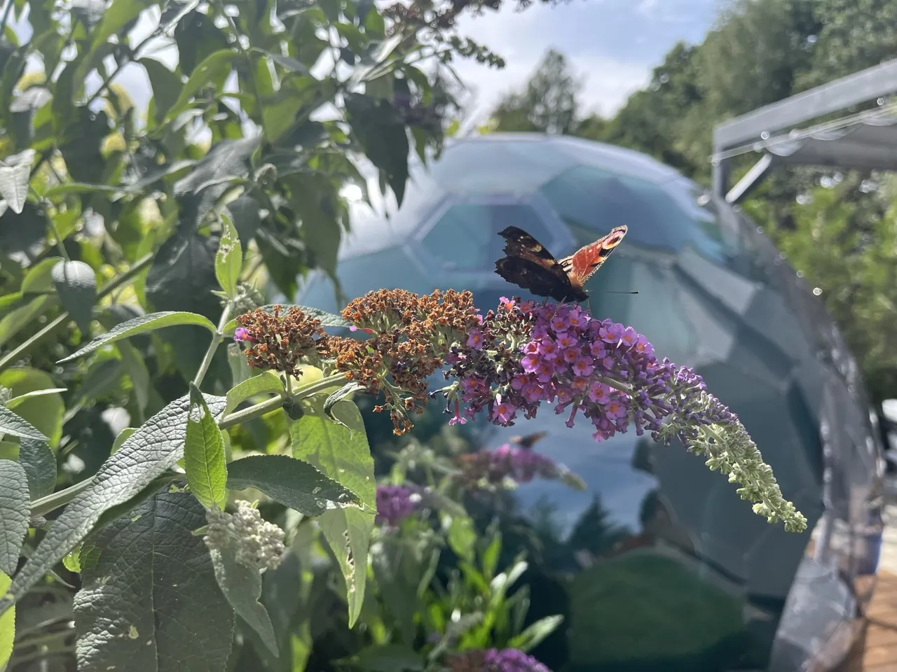 a butterfly on a flower, with a hypedome garden dome in the background